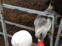 Бизнес, построенный на страданиях животных, - Екатерина Романова о волжском зоодворике