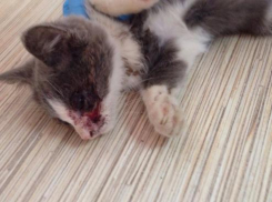 В Волжском подростки крайне жестоко избили бездомного котенка