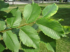 В Волжском высадили более двух тысяч вязов
