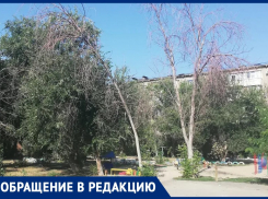 «Зелень внутри кварталов сохраняется исключительно усилиями сердобольных бабушек», - волжанка о засохших деревьях
