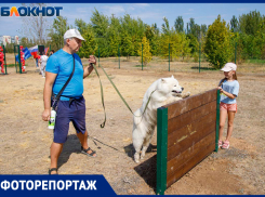 «Собака должна быть культурной»: в Волжском открыли новую площадку для выгула собак