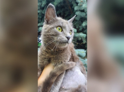 «Домашняя кошечка любит погулять на поводке»: породистую красавицу отдают бесплатно в Волжском