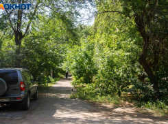 В Волжском выполнят обработку зеленых насаждений