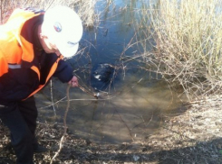 Под Волгоградом в реке обнаружен труп пенсионера в рыболовной сети