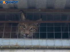 Где в окрестностях Волжского водится рысь