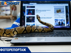 Бездомный королевский питон стал частью команды «Блокнот Волжский»: фоторепортаж
