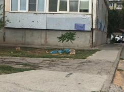 Под окнами девятиэтажки волжане обнаружили труп женщины