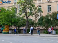 Стригут и сажают: в Волжском вырастают новые цветы и деревья 