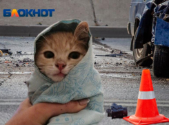Котята прячутся под капотом машин во дворах Волжского: как не убить животное по незнанию