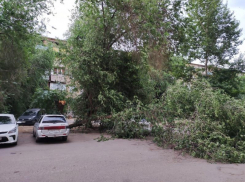 Дерево рухнуло на машину во дворе Волжского