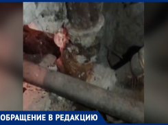 Полчища тараканов, канализационная вонь и блохи: УК запустила подъезд в Волжском