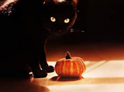 В канун Хэллоуина зоозащитников призывают беречь животных от сатанистов