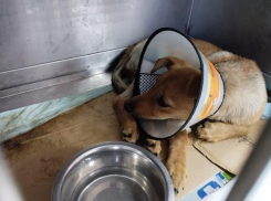 Сбитому внедорожником щенку ищут дом в Волжском