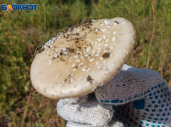 Самый ядовитый гриб в мире растет в окрестностях Волжского