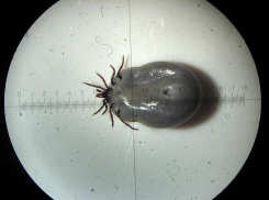 Клещи атакуют волжан: в Волгоградской области зарегистрирован первый случай Крымской лихорадки