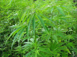 Вырастил 40 кг анаши на заднем дворе: в Волгоградской области поймали «огородника»