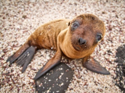 В Волгограде на гастролях Росгосцирка на свет появился морской львенок