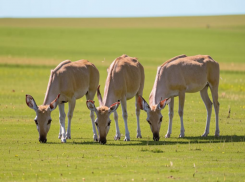 Браконьеру грозит срок за убийство трех сайгаков близ Волжского