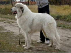 Собака Квин пропала на острове Зеленый