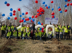 В Волжском появилась сиреневая аллея