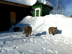 Три поросенка добрались до заповедника: эпопея зверушек – волжан завершена   