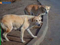 «Кости хрустели на весь район», - волжанка о нападении бездомных собак, растерзавших кошку