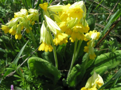В Волжском запахло весной 