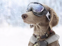 На смену туманам и дождям в Волгоградскую область идет метель 