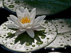 В ботаническом саду Волгограда расцвели водяные лилии