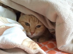 Жилищный фонд Волжского готов к отопительному сезону на 75%