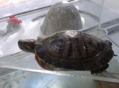 Очаровательная питомица Несся сагитировала библиотекарей устроить «Черепашьи чтения» в Волжском