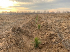 В Волгоградской области посадили более 100 тысяч новых деревьев