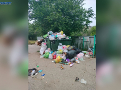 Вонь и полные мусорные баки: Волжский продолжает зарастать в грязи 