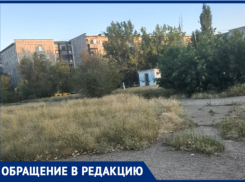 Высокая трава и амброзия в 30‑м микрорайоне Волжского: жители бьют тревогу
