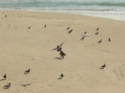 Жаркий и солнечный четверг ожидает волжан