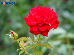 В день красной розы в Волжском будет жарко: прогноз погоды на воскресенье