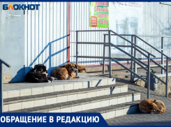 «Стая собак едва не откусила руку женщине»: волжанин ищет очевидцев нападения