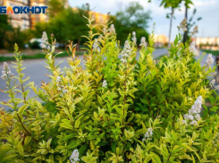 Переменная облачность и ветер ожидает волжан в понедельник: прогноз погоды