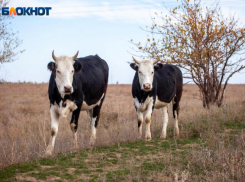 Заморозки придут в Волжский: прогноз погоды