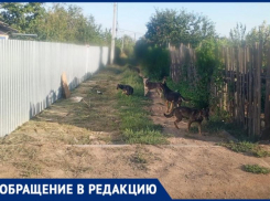 Свора собак держит в страхе жителей СНТ «Радуга» в Волжском