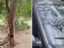 Дерево рухнуло на машину во дворе Волжского