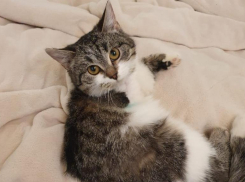 В Волжском ищут дом кошке, которая лишилась конечности под капотом машины