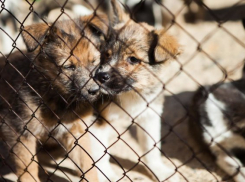 Чиновники Волжского предложили регистрировать и чипировать животных