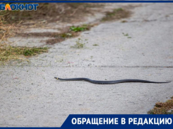 «Вылезли раньше времени и грелись на солнце», - волжане обнаружили клубок змей на рыбалке в пойме