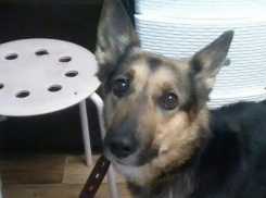 Хвостатый «подарок» ждет новогоднего чуда