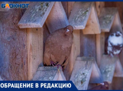 Трупный яд отравляет жителей Волжского, пока экстренные службы бездействуют