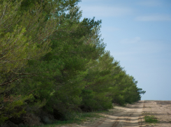 В Волгоградской области запрет на посещение лесов продлён до 31 мая