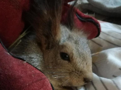 Тайсон скончался в приюте после перелома позвоночника под Волжским