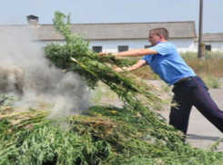 Оперативники выжгли поля с запрещенной травой 