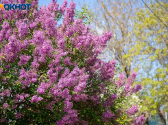 Солнечный старт недели: погода в Волжском на понедельник 5 мая